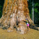 Sequoia National Park: Finding Resilience in the Forest