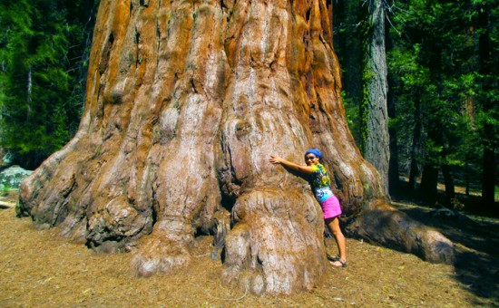 Sequoia National Park: Finding Resilience in the Forest