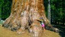 Sequoia National Park: Finding Resilience in the Forest