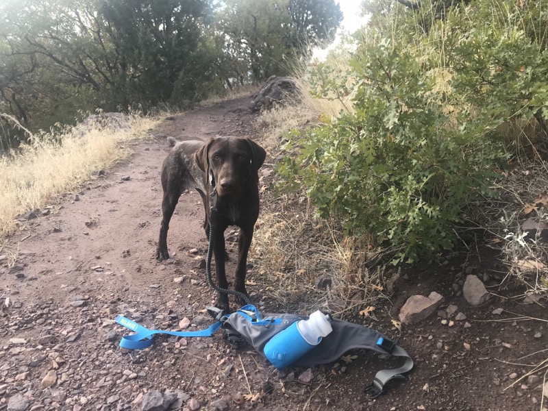 Trail Runner™ Belt for Running With Dogs